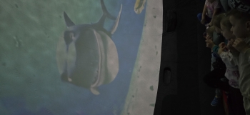 inbound7018682199594750431