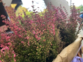 571236686_2005106923597356_3409761531057370631_n